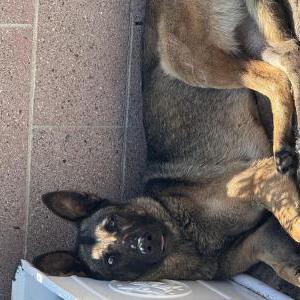 Image of Unknown, Found Dog