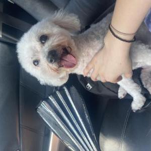 Lost Dog Mochi