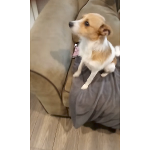 Image of Raven, Lost Dog