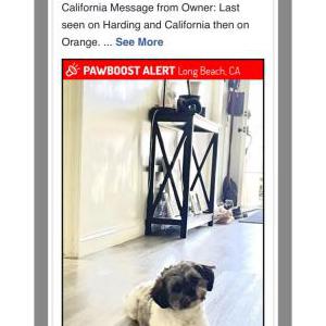 Image of Nena, Lost Dog
