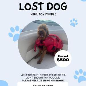 Image of Nino, Lost Dog