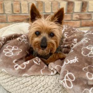 Image of Ella, Lost Dog