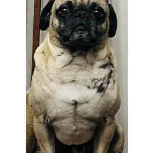 Image of Ruffle, Lost Dog