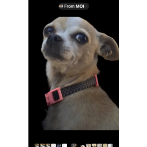 Lost Dog Mimmie
