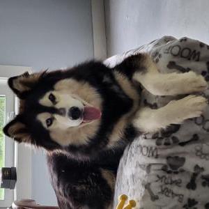 Image of Ella, Lost Dog