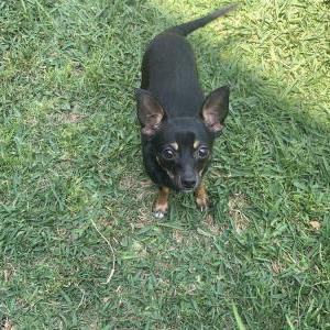 Lost Dog Milo