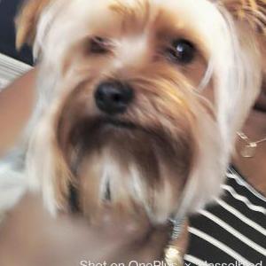 Image of Q, Lost Dog