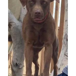 Image of Lady, Lost Dog