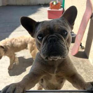Image of Girl Diamond, Lost Dog