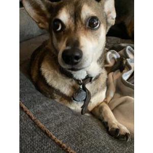 Lost Dog Peanut