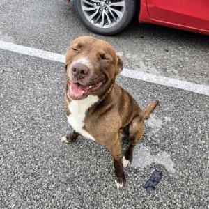 Image of unknown, Found Dog
