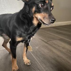 Image of princess, Lost Dog
