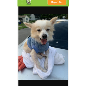 Image of Carlie, Lost Dog
