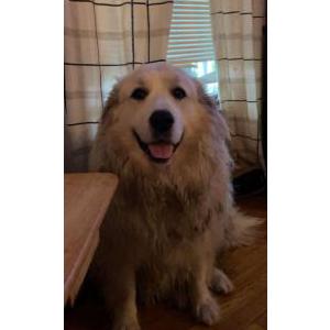 Image of Maggie, Lost Dog