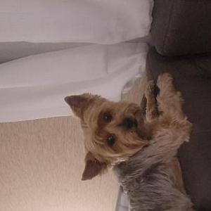 Image of Daisey, Lost Dog