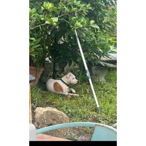 Image of Arlo, Lost Dog