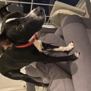 Image of Benji, Lost Dog