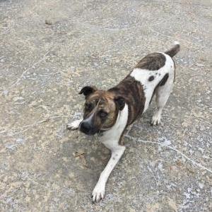 Image of Rilke, Lost Dog