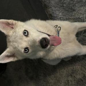 Lost Dog Ghost