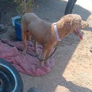 Image of Unknown, Found Dog