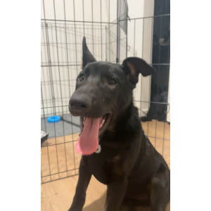 Image of Huda, Lost Dog
