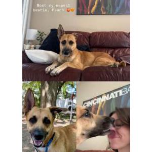 Image of Elphaba, Lost Dog