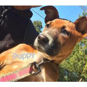 Image of Puppy, Lost Dog