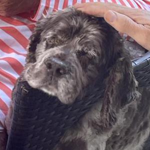 Image of Bentli, Lost Dog