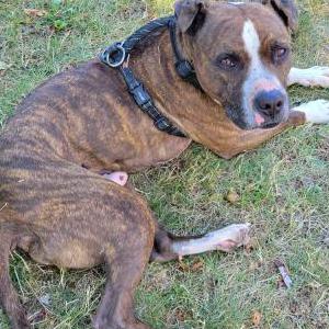 Image of unknown, Found Dog