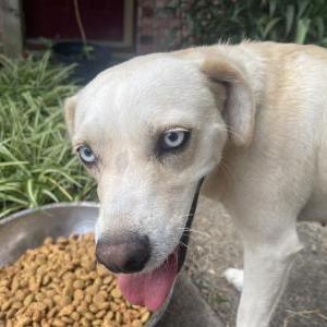 Image of unknown, Found Dog