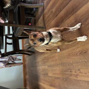 Image of Unknown, Found Dog