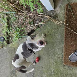 Image of Unknown, Found Dog