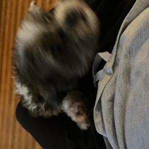 Lost Dog Betty