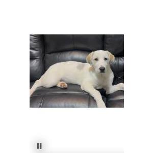 Lost Dog Blu Fraser