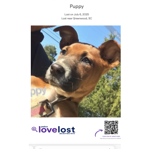 Image of Puppy, Lost Dog