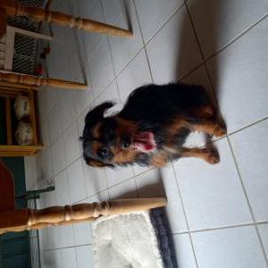 Image of Unknown, Found Dog