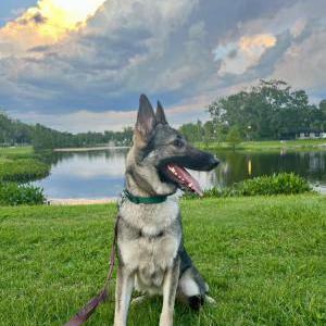 Image of Lucy, Lost Dog