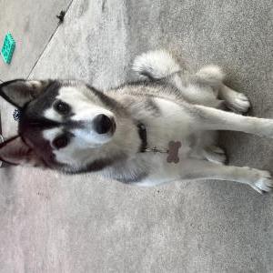 Image of Lennox, Lost Dog
