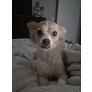 Image of Bambi, Lost Dog