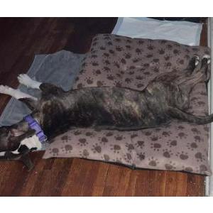Lost Dog Bella