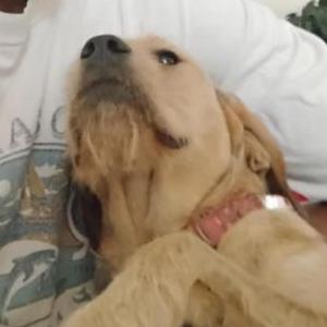 Lost Dog Dixie