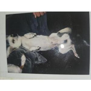 Image of Little, Lost Dog