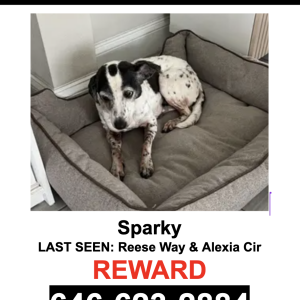 Image of Sparky, Lost Dog