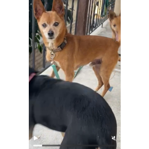 Image of Compy, Lost Dog