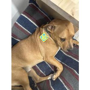 Image of Cooper, Lost Dog