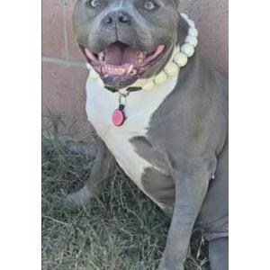 Image of Princess Beefcake, Lost Dog
