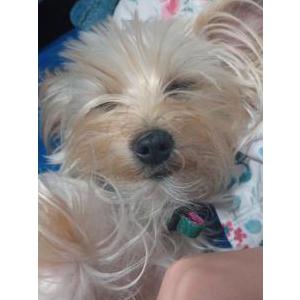 Image of Lady, Lost Dog