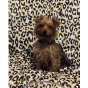 Lost Dog Odessa