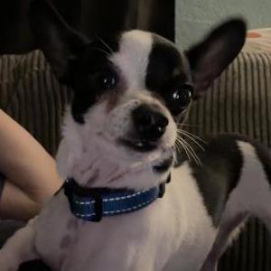 Image of Seamus, Lost Dog