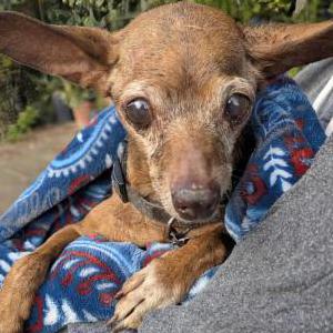 Image of Biscuit, Found Dog
